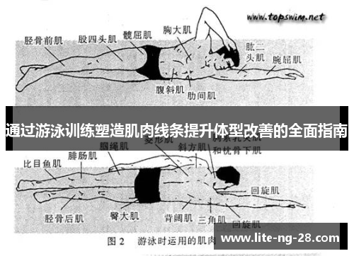 通过游泳训练塑造肌肉线条提升体型改善的全面指南